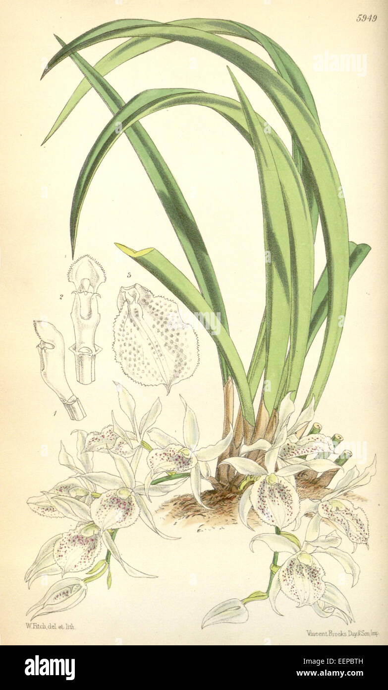 Trichopilia subulata (comme syn. Trichopilia) hymenantha - Curtis' 98 (Ser. N° 3 28) pl. 5949 (1872) Banque D'Images