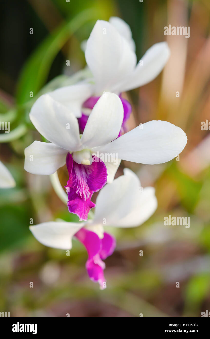 Close up l'Orchidée dendrobium blanche dans le jardin Banque D'Images