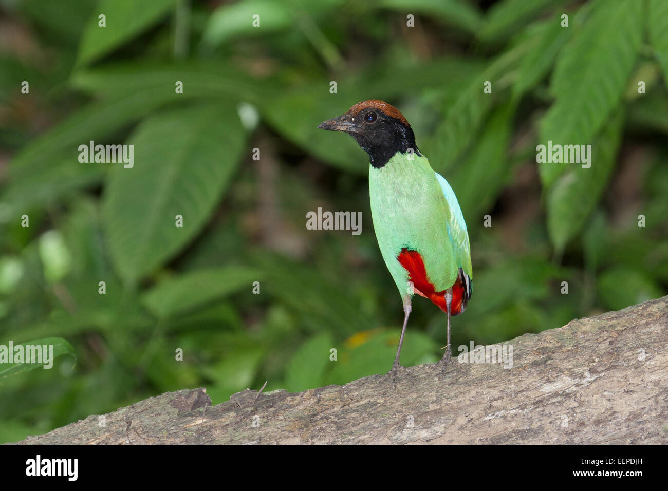 Hooded pitta, Thaïlande Kaeng Krachan, Pitta sordida Banque D'Images