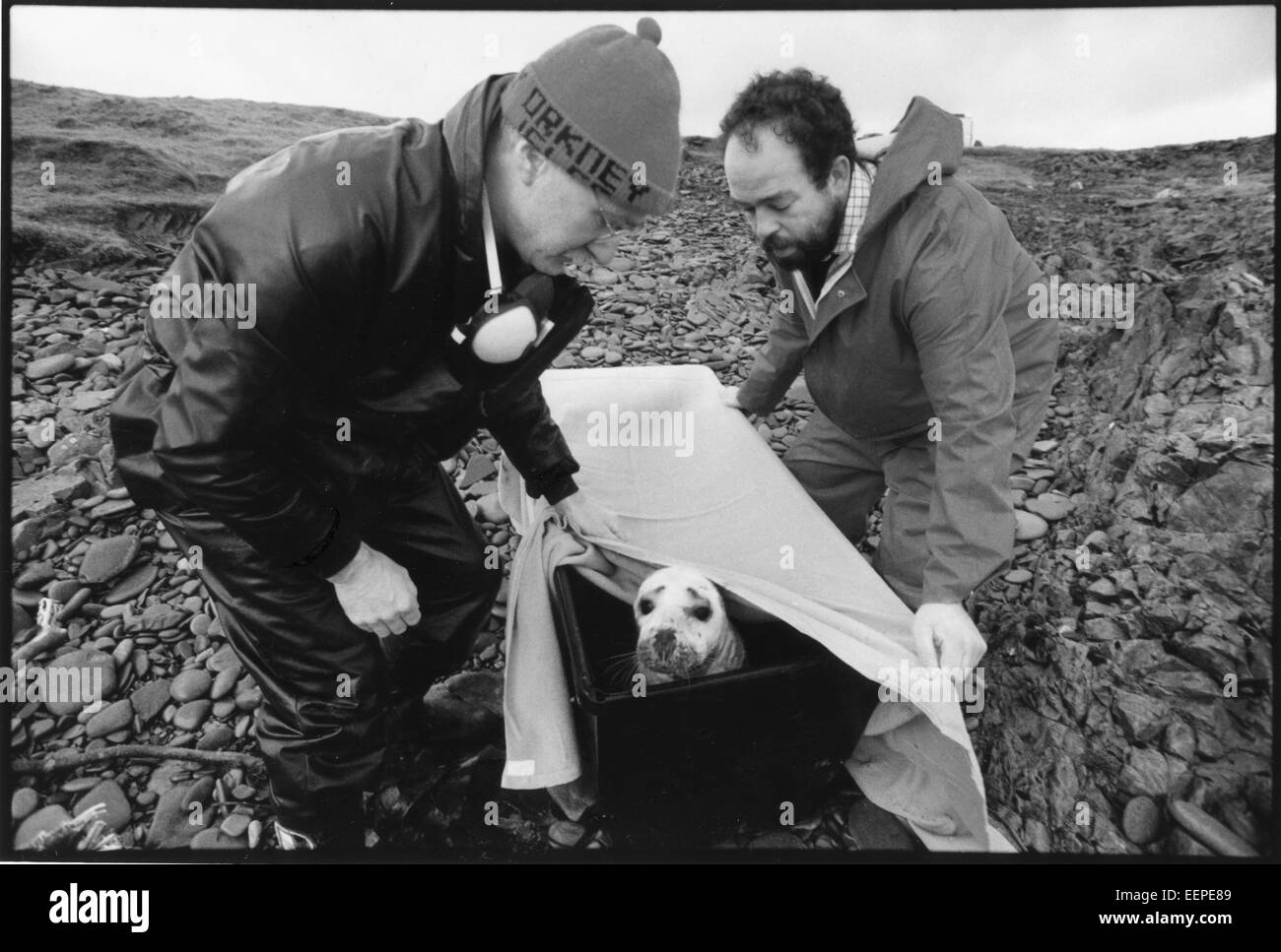 Joint huilé d'être secouru après le déversement de pétrole du Braer, Shetland. Banque D'Images