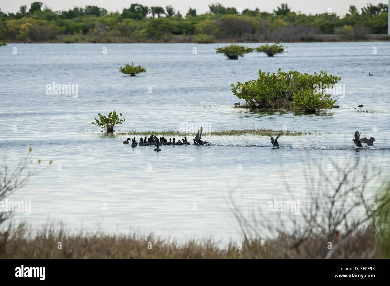 Foulques et marais de mangroves à Merritt Island NWR Banque D'Images