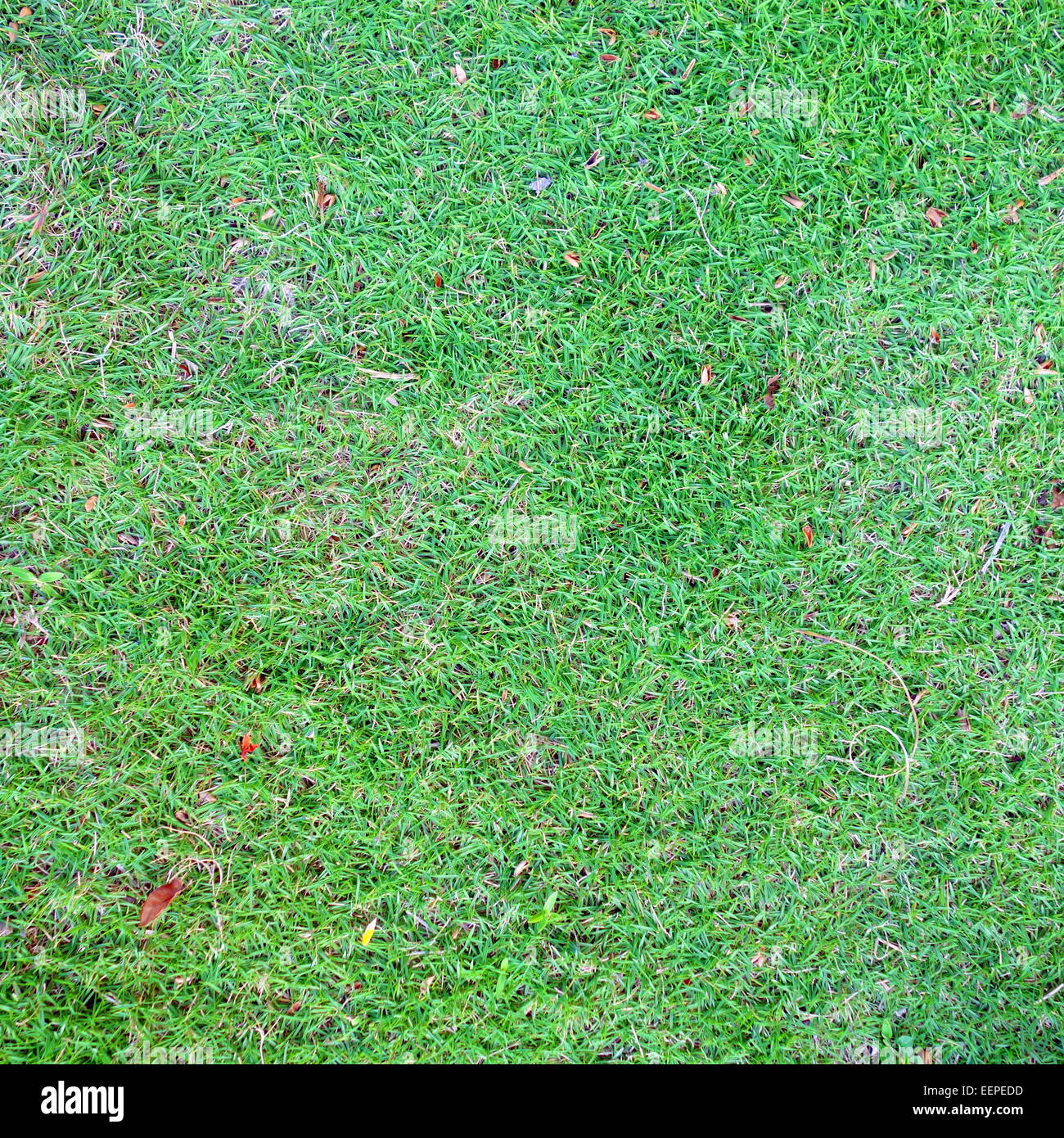 Bien manicured lawn Banque D'Images