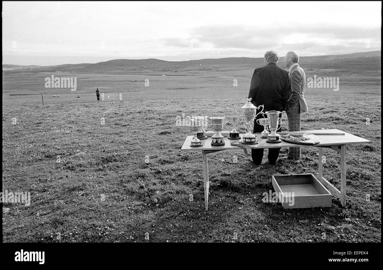 , Berger Shetland. Banque D'Images