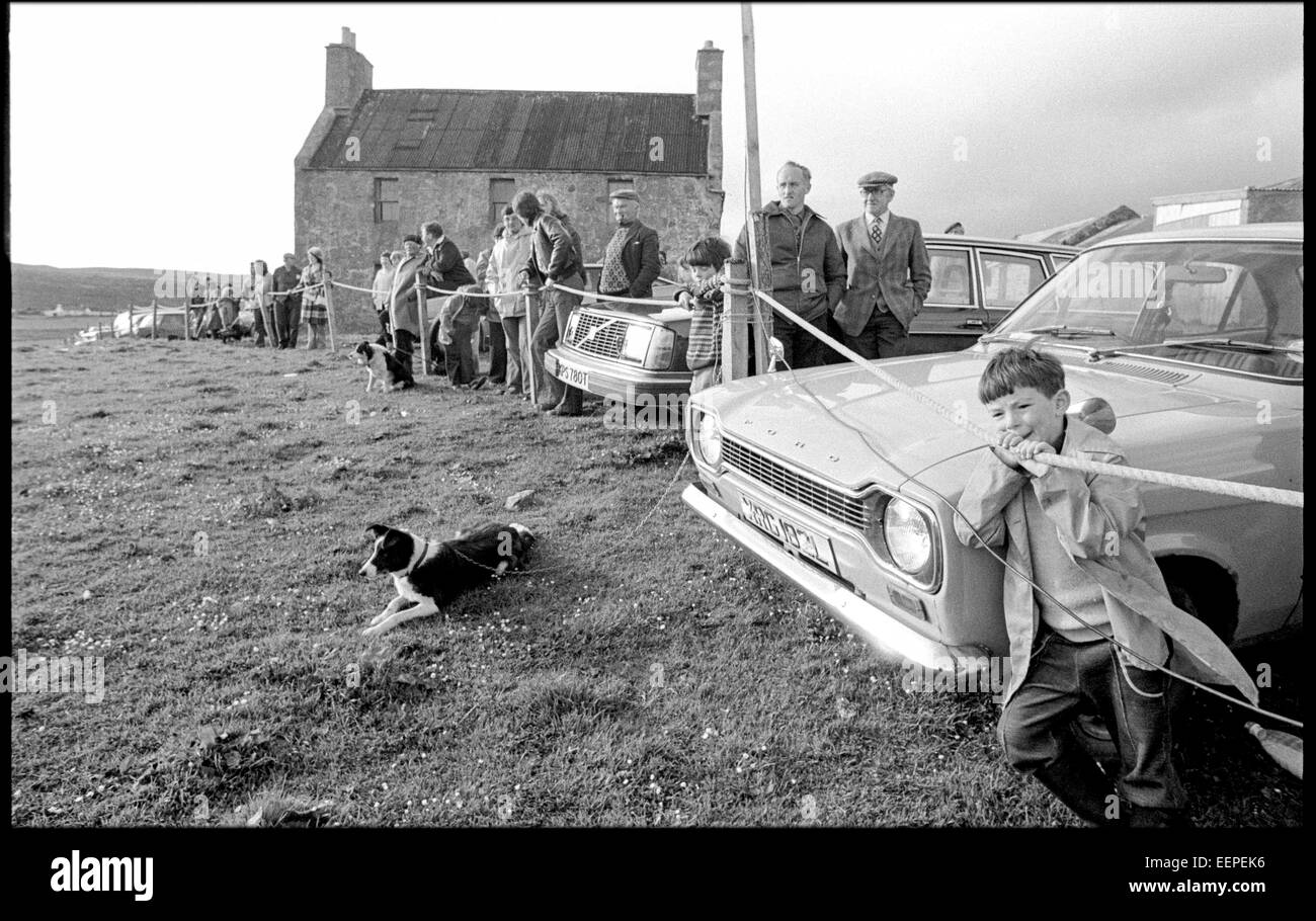 , Berger Shetland. Banque D'Images