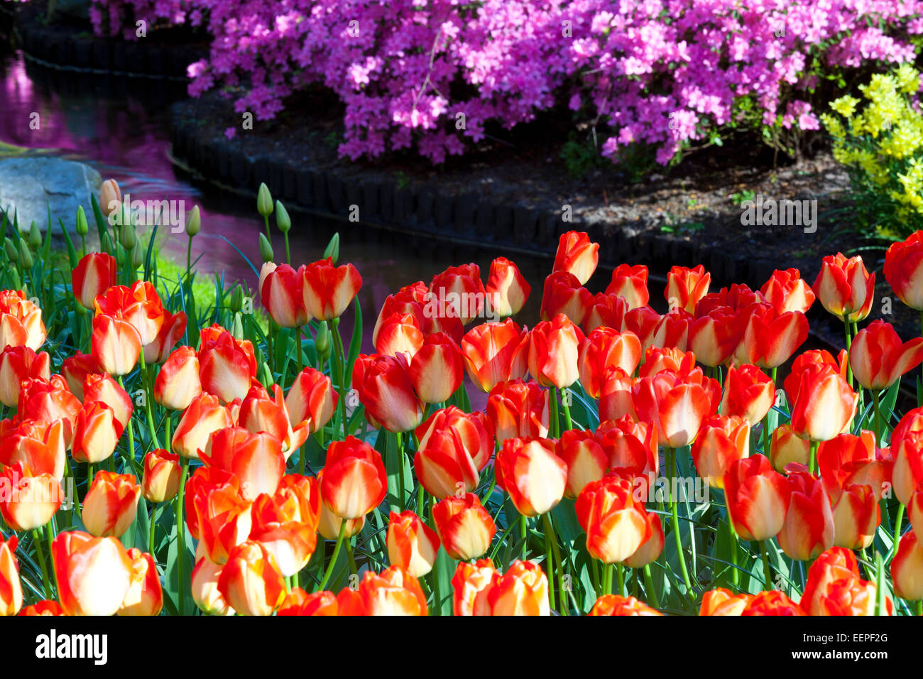 Les tulipes à côté d'un ruisseau dans un jardin, Hollande du Nord, Pays-Bas Banque D'Images