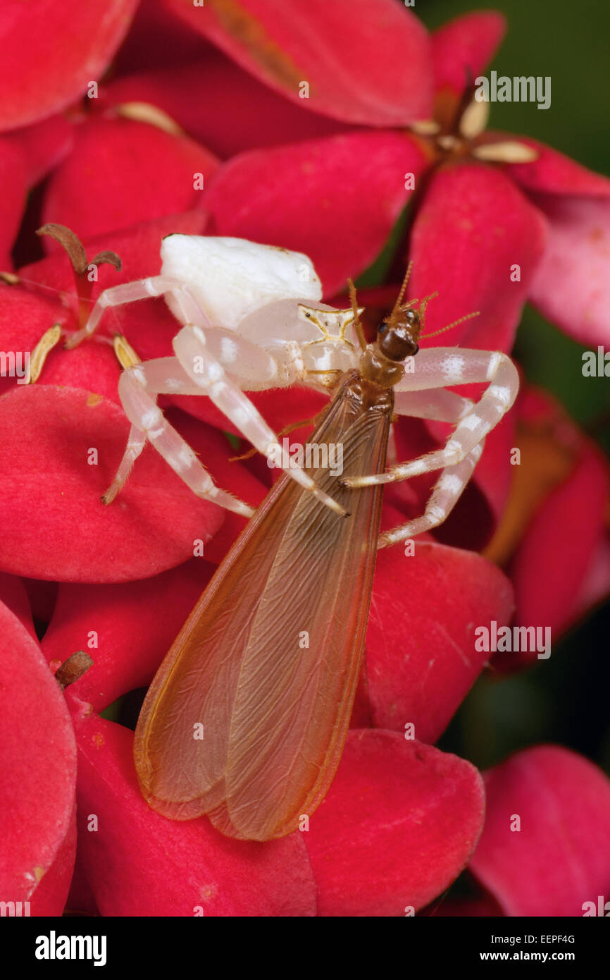 Thomisidae sp, spider crabe blanc Banque D'Images