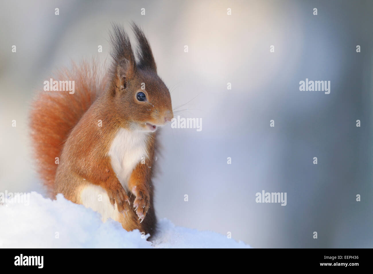 Écureuil rouge eurasien, hiver, Allemagne Banque D'Images