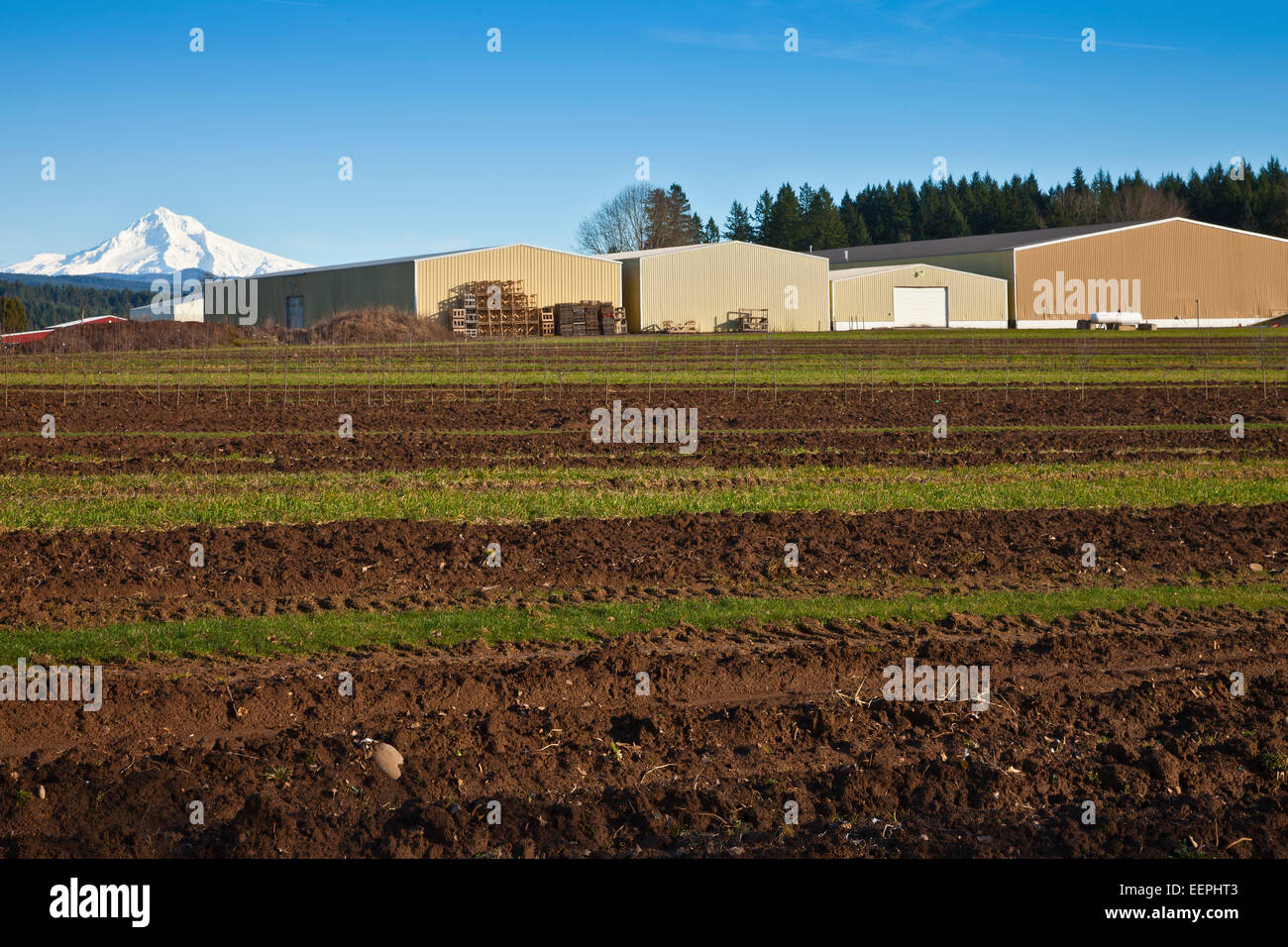 Mt. Champ d'éclipser la hotte et les entrepôts de l'Oregon rural. Banque D'Images