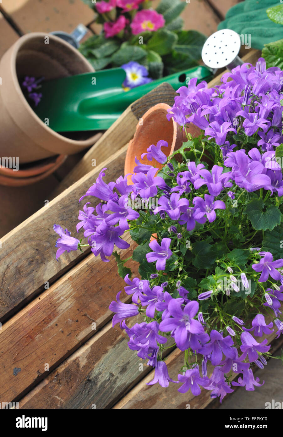 Accessoires de jardinage à sur une planche en bois Banque D'Images