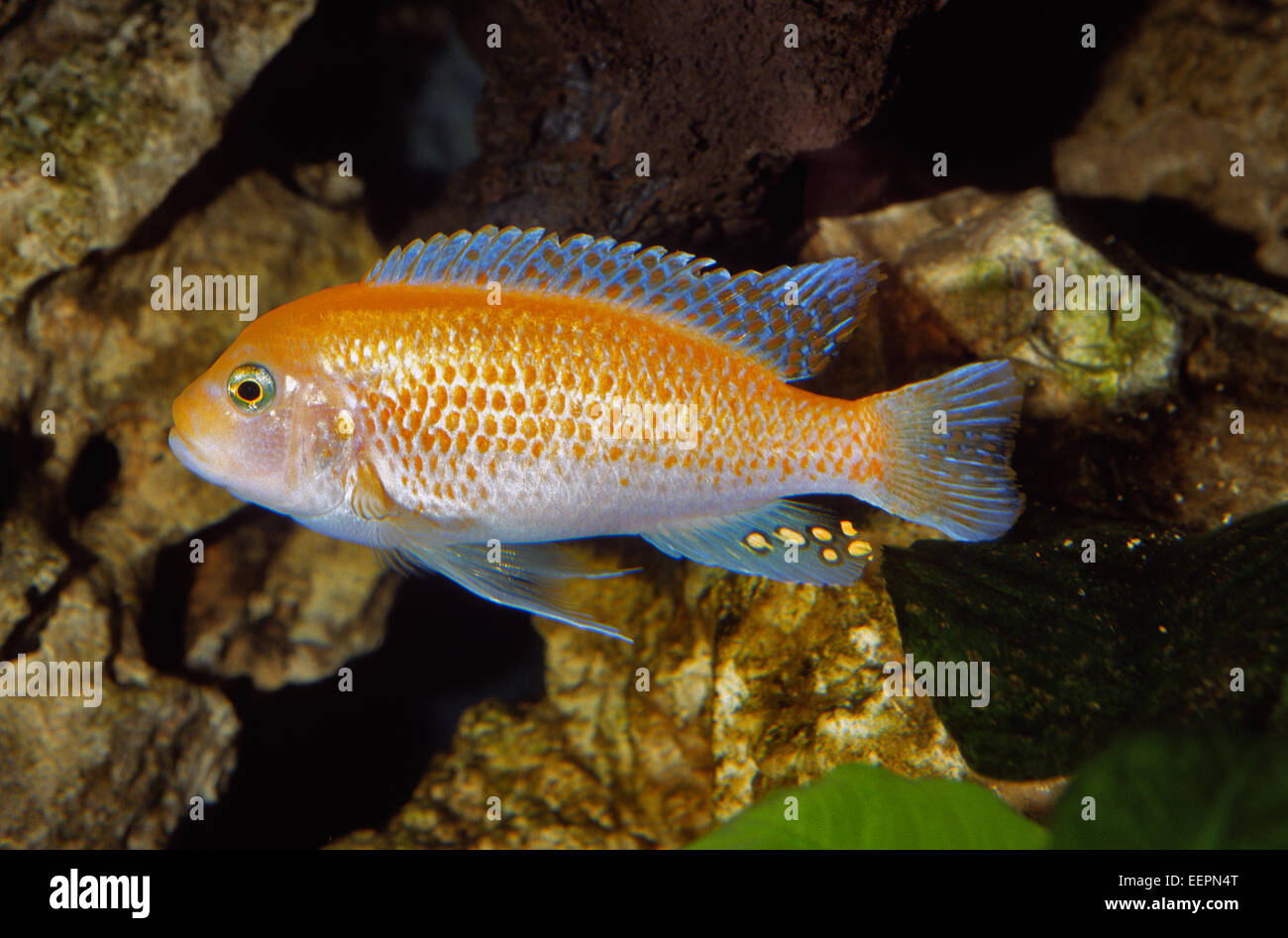 Maylandia estherae Red Zebra, Cichlidae du lac Malawi, Afrique Banque D'Images