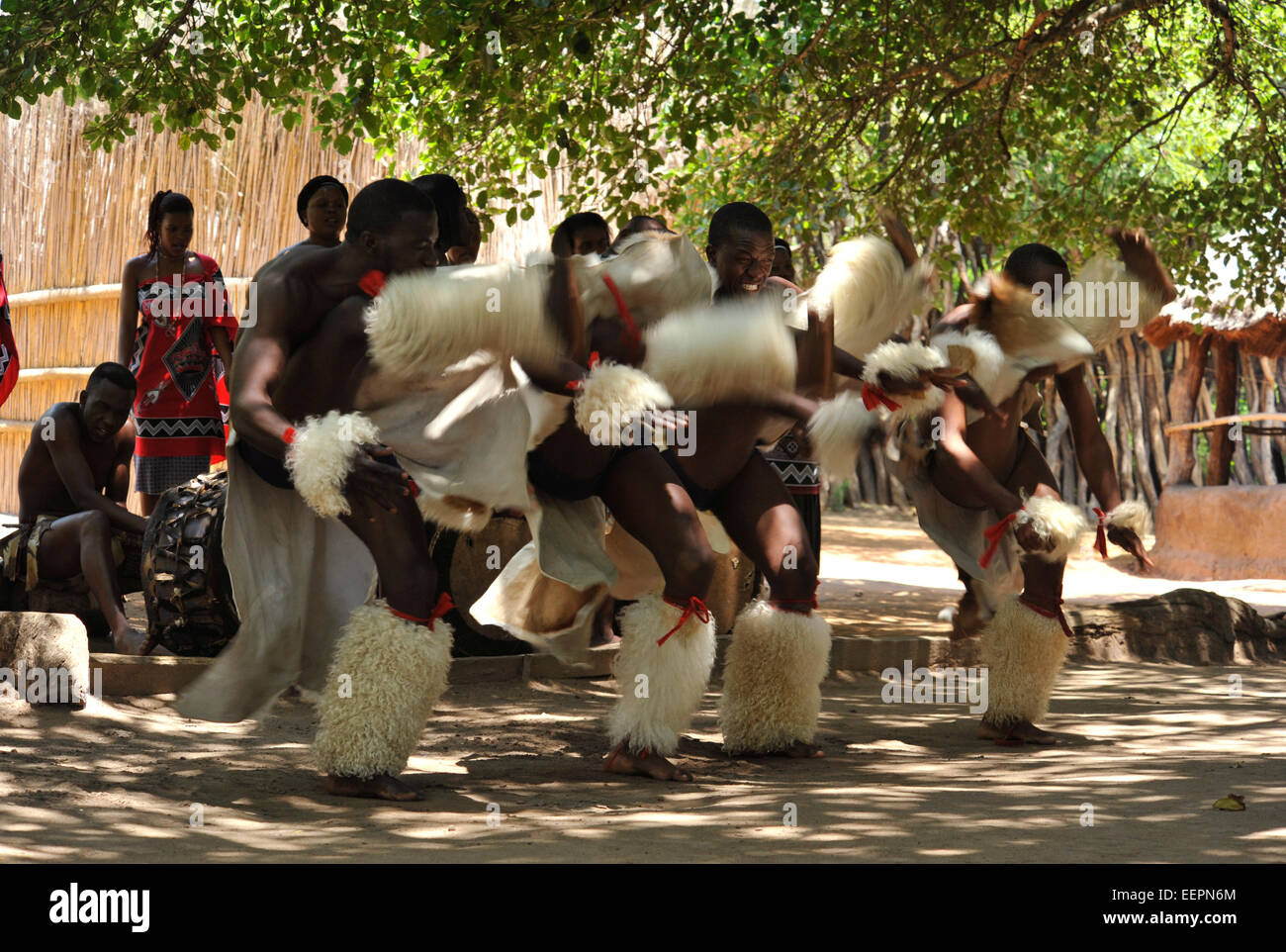 Matsamo Village Culture, Swaziland, blur, groupe de danse de la guerre des hommes Swazi Banque D'Images