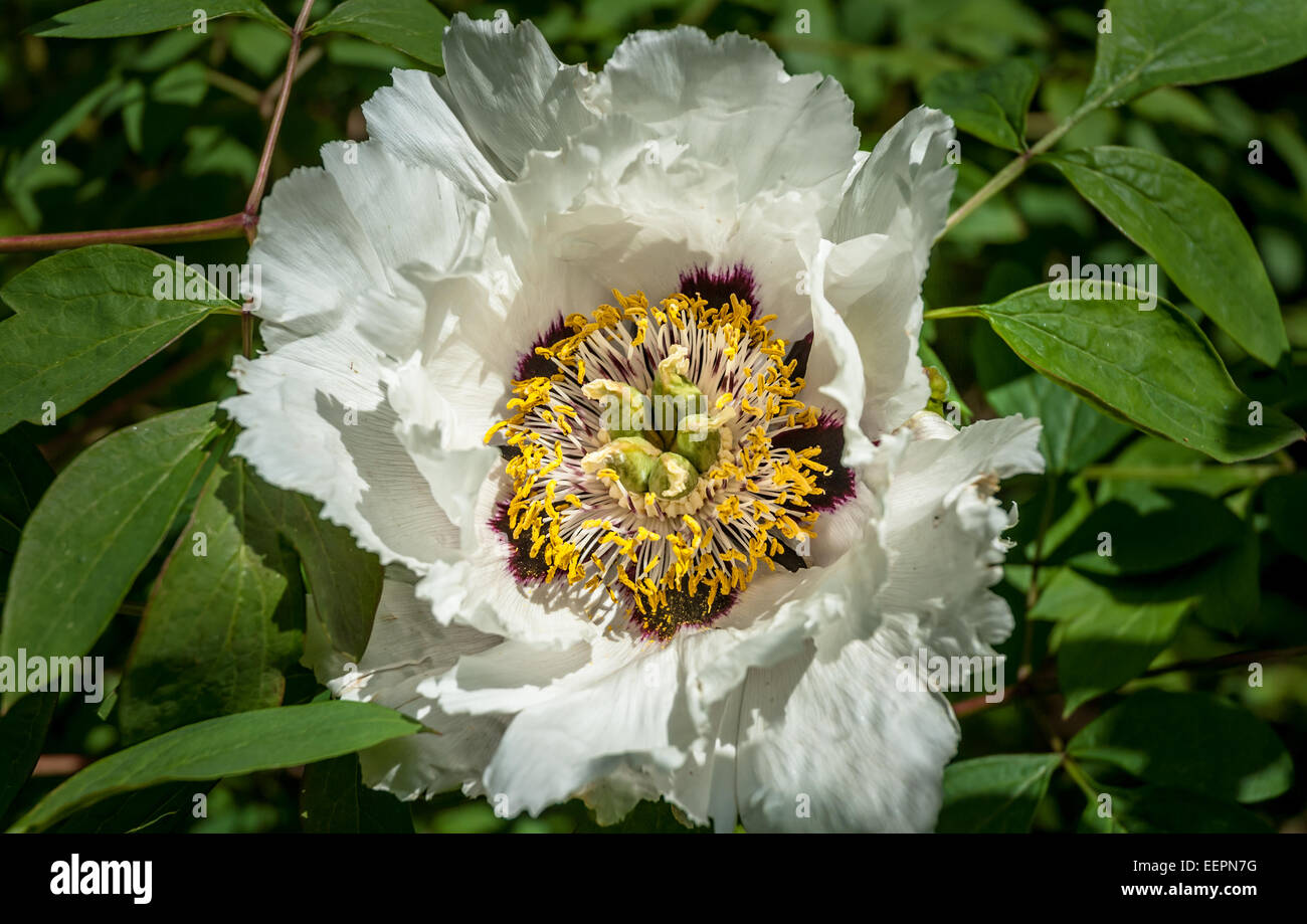 Paeonia rockii (Rock's Tree Peony) détail de fleurs au printemps. Banque D'Images