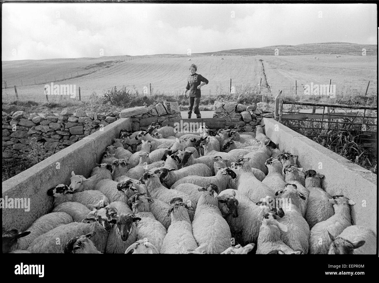 Avec des moutons, des travailleurs de l'abattoir,Tingwall Shetland. Banque D'Images
