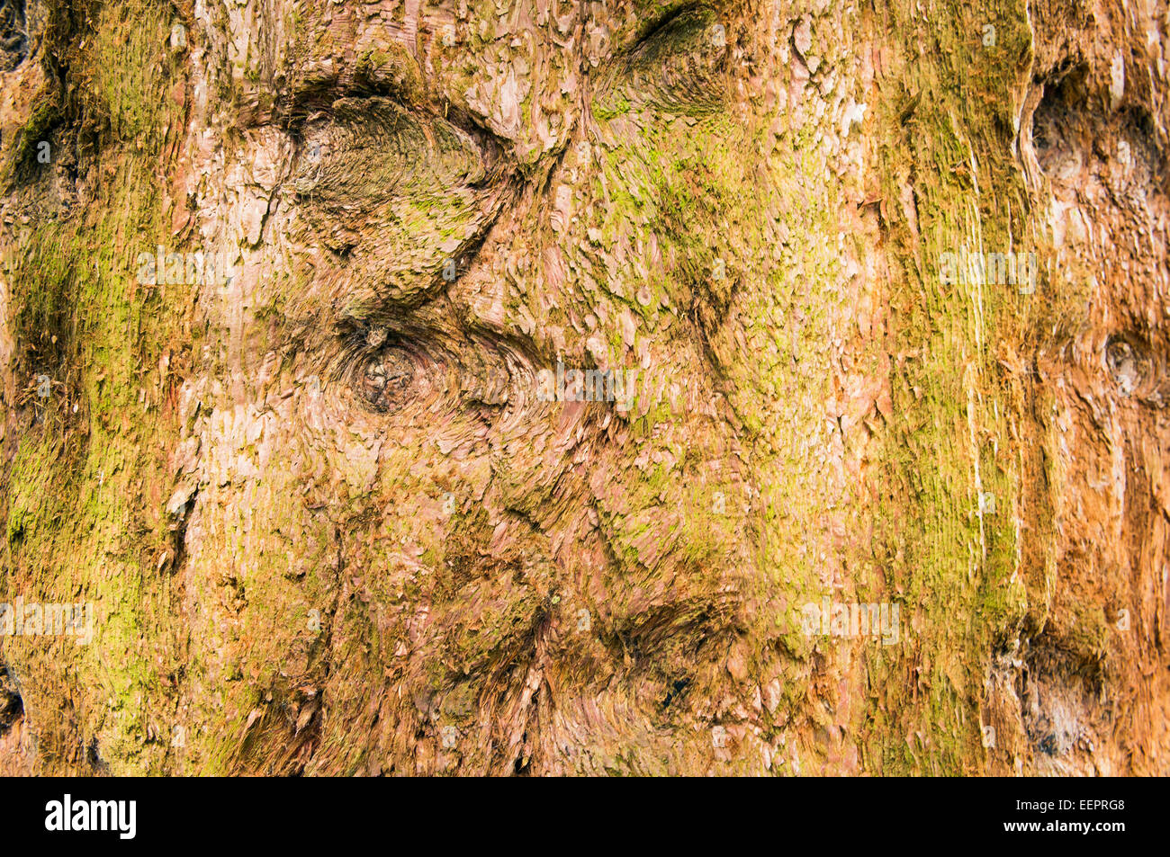 Bedgebury Pinetum, le séquoia géant, Sierra, séquoia, Sierra, Sequoiadendron giganteum Wellingtonia Banque D'Images