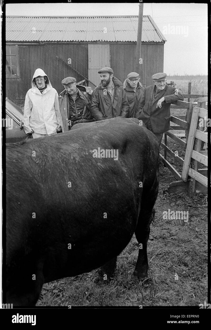 Vente de bétail,Unst, Shetland. Banque D'Images