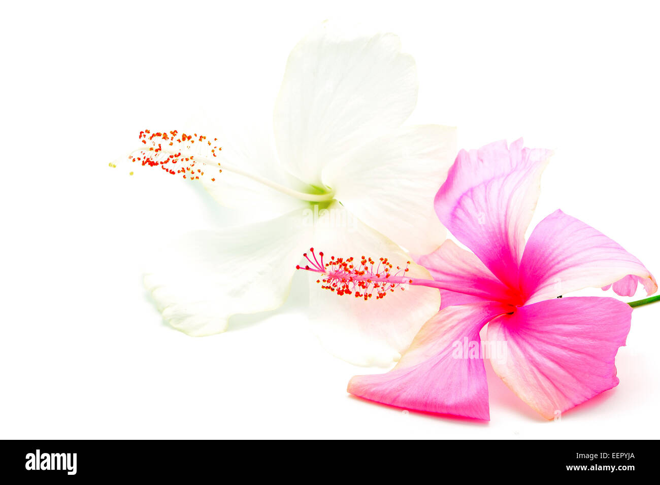 Rose et blanc coloré fleurs d'Hibiscus, isolé sur fond blanc Banque D'Images