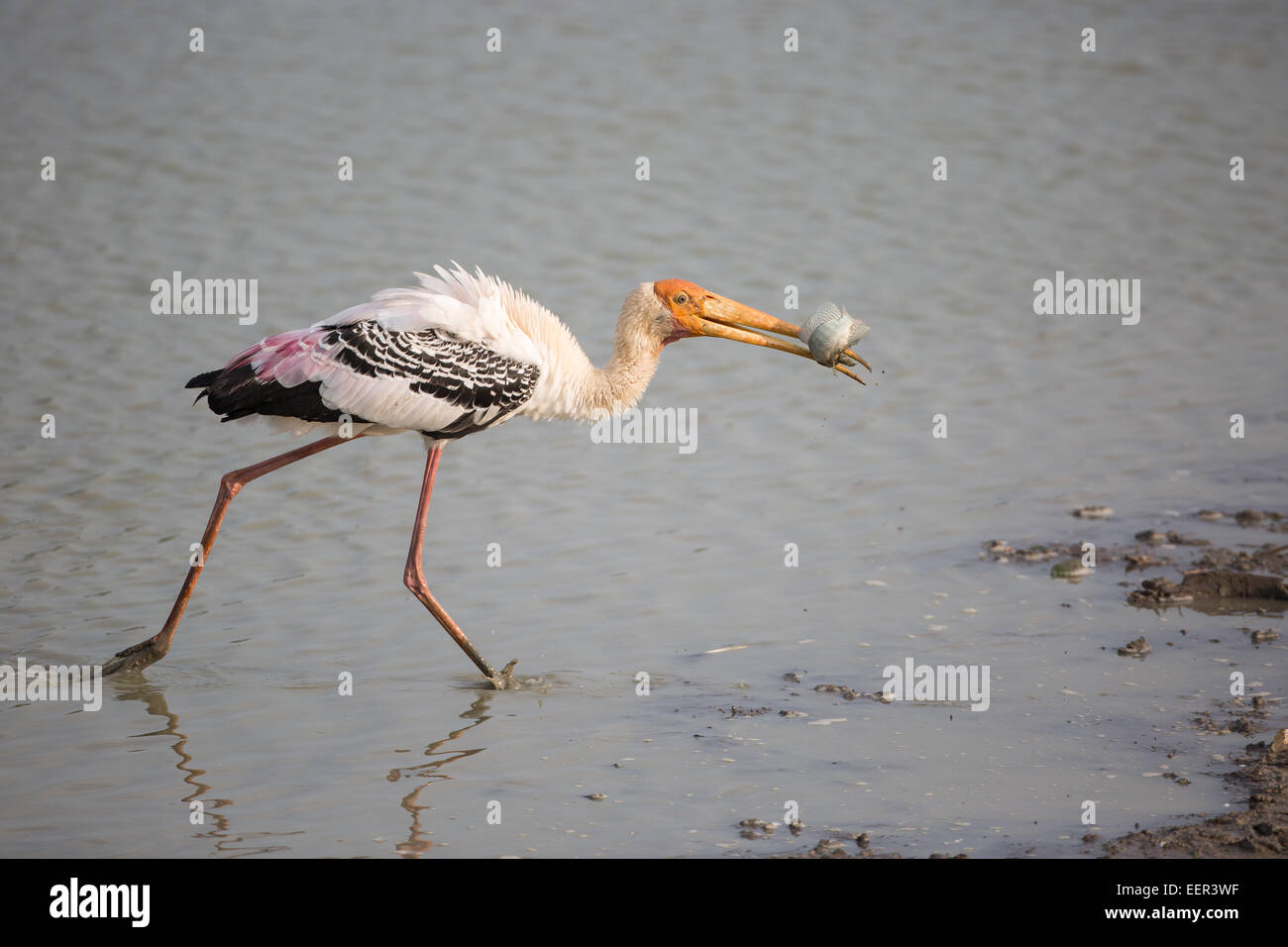 Le painted stork (Mycteria leucocephala) avec un poisson Banque D'Images