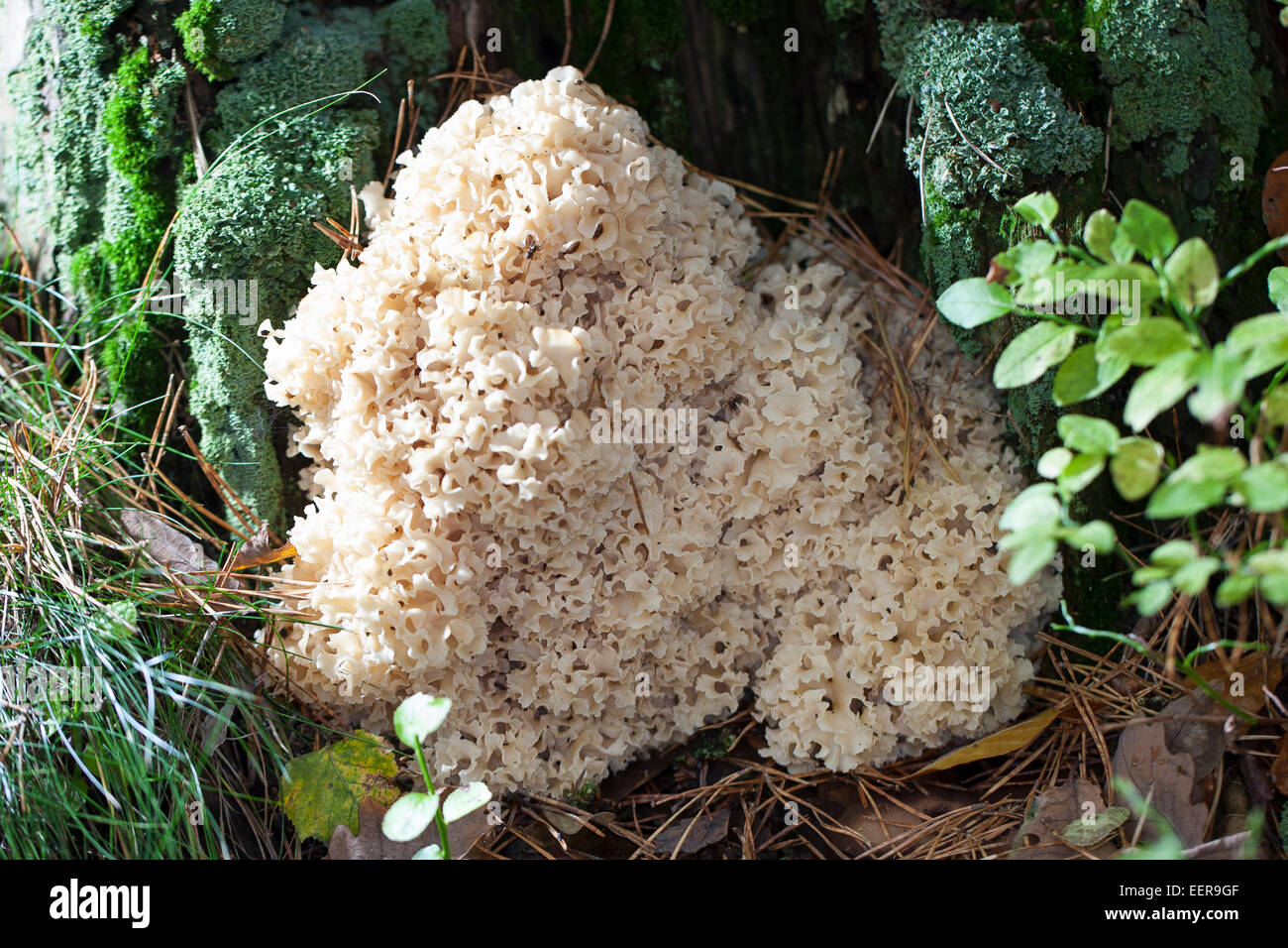 Chou-fleur Chou-fleur en bois, champignons, Krause Glucke, Fette Henne, wächst mit am Stammgrund Kiefer, Sparassis crispa Banque D'Images