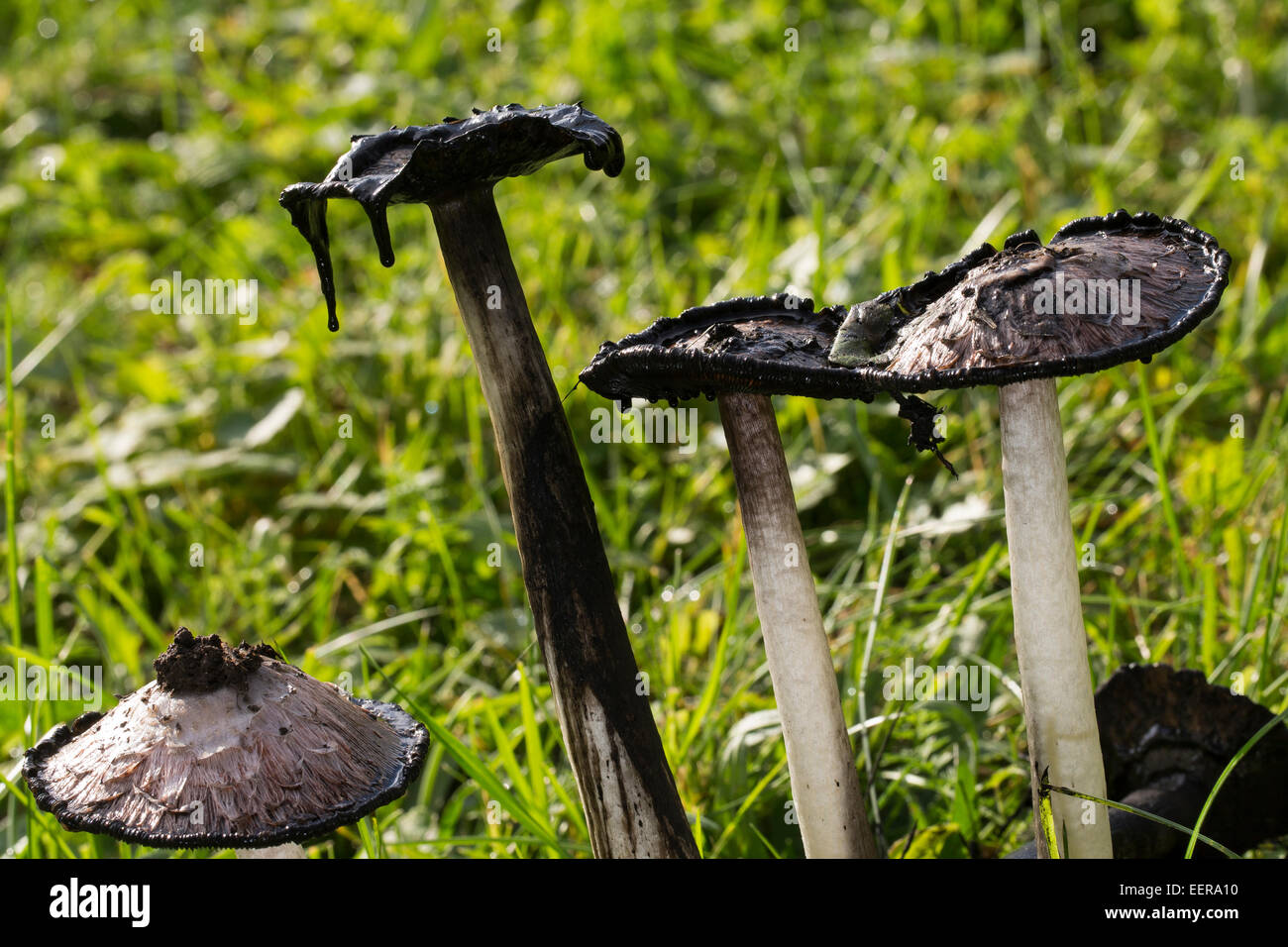 Cap d'encre Shaggy, avocat, la perruque de Shaggy mane, Shaggymane Schopf-Tintling Schopftintling, Coprinus comatus,,, Coprinus ovatus Banque D'Images