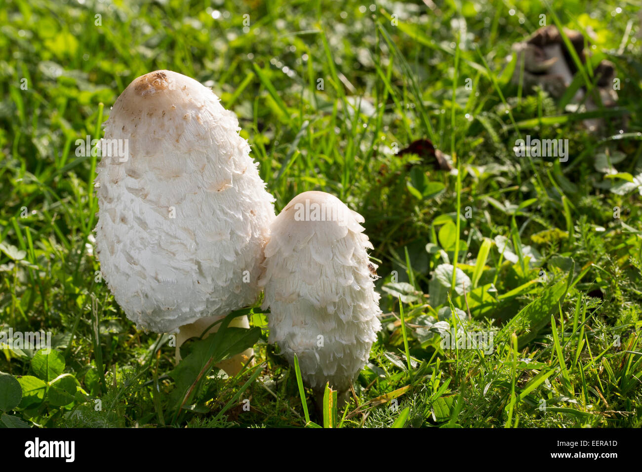 Cap d'encre Shaggy, avocat, la perruque de Shaggy mane, Shaggymane Schopf-Tintling Schopftintling, Coprinus comatus,,, Coprinus ovatus Banque D'Images