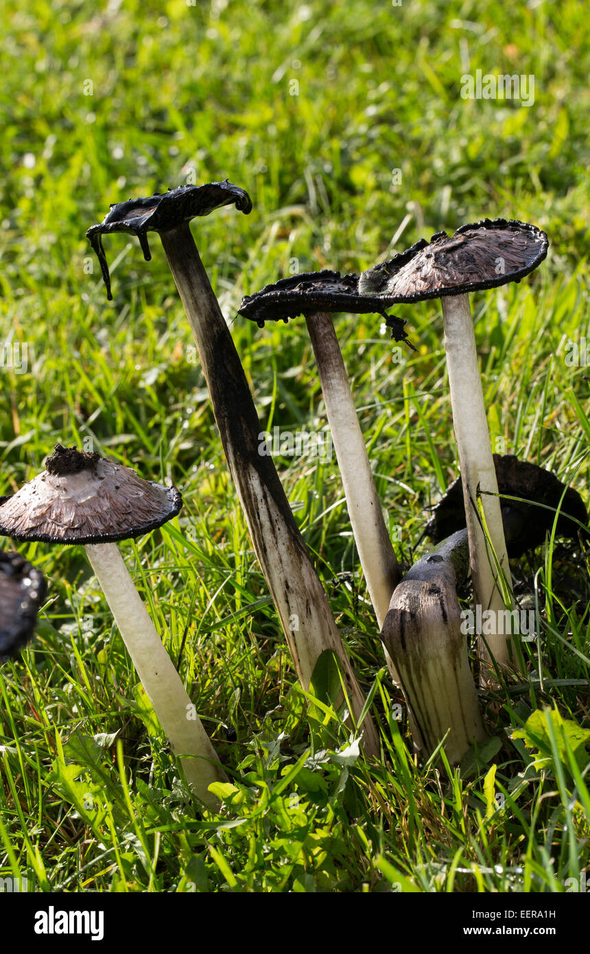 Cap d'encre Shaggy, avocat, la perruque de Shaggy mane, Shaggymane Schopf-Tintling Schopftintling, Coprinus comatus,,, Coprinus ovatus Banque D'Images