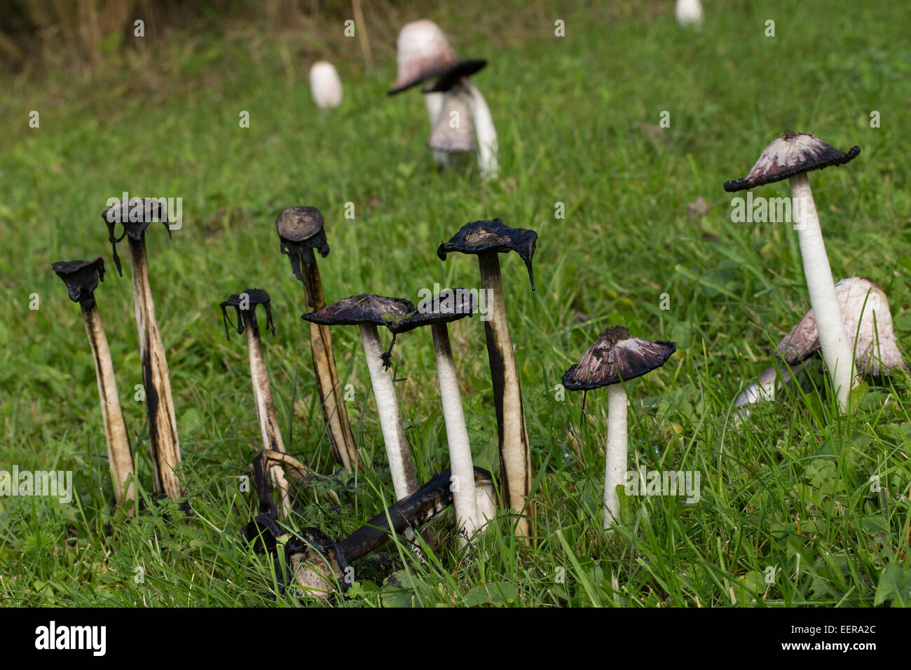 Cap d'encre Shaggy, avocat, la perruque de Shaggy mane, Shaggymane Schopf-Tintling Schopftintling, Coprinus comatus,,, Coprinus ovatus Banque D'Images