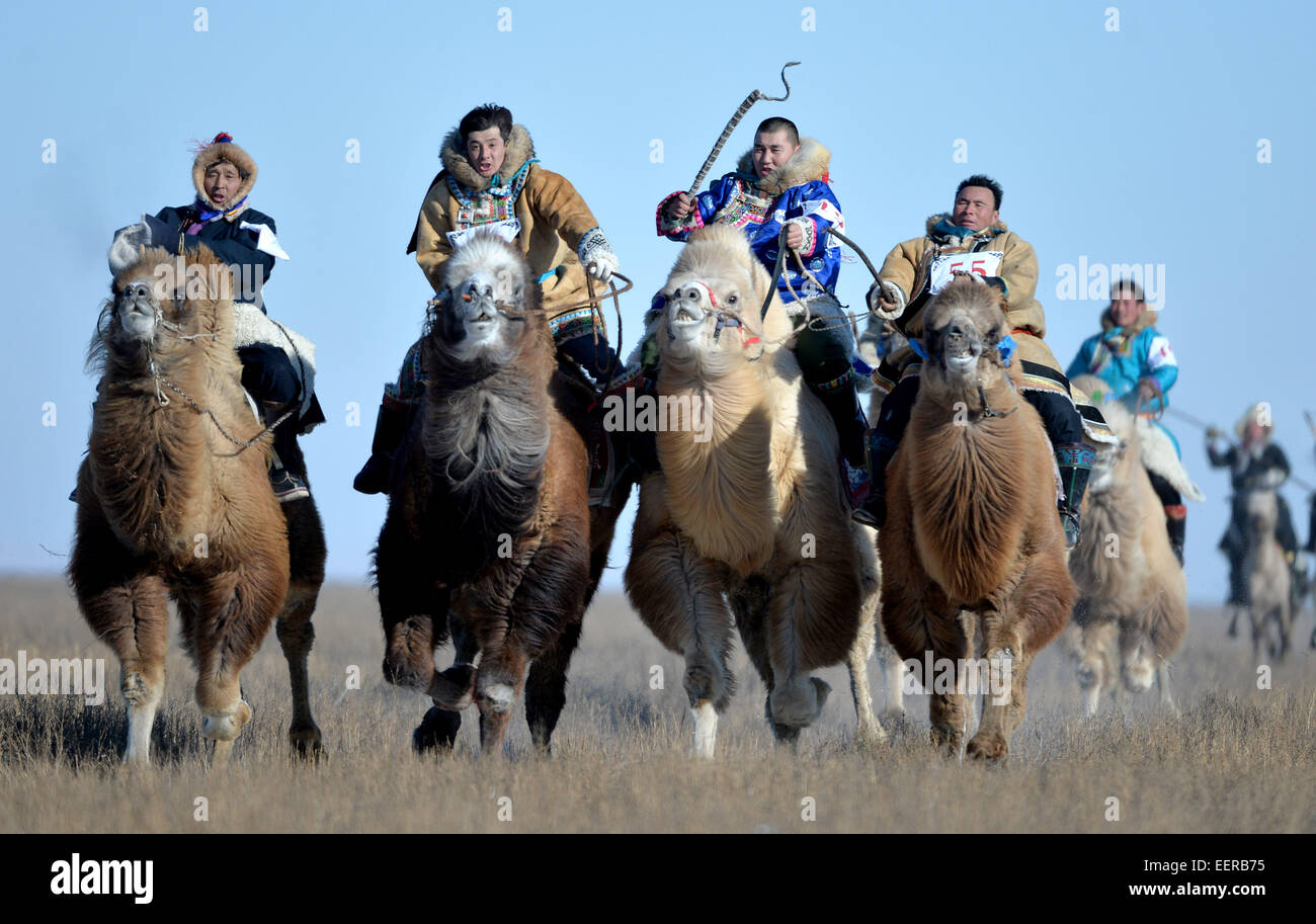Bannière Ujimqin l'Est de la Chine, région autonome de Mongolie intérieure. 21 Jan, 2015. Bergers prendre part à une course de chameaux au cours d'un hiver au Nadam Bannière Ujimqin, Chine du nord, région autonome de Mongolie intérieure, le 21 janvier 2015. Nadam de masse est un festival mongol traditionnel où les gens célébrer les récoltes et prier pour la bonne chance. Les nomades locaux participeront à une série de manifestations sportives, telles que le tir à l'arc, courses de chevaux, les courses de chameaux et de lutte mongole. Credit : Ren Junchuan/Xinhua/Alamy Live News Banque D'Images