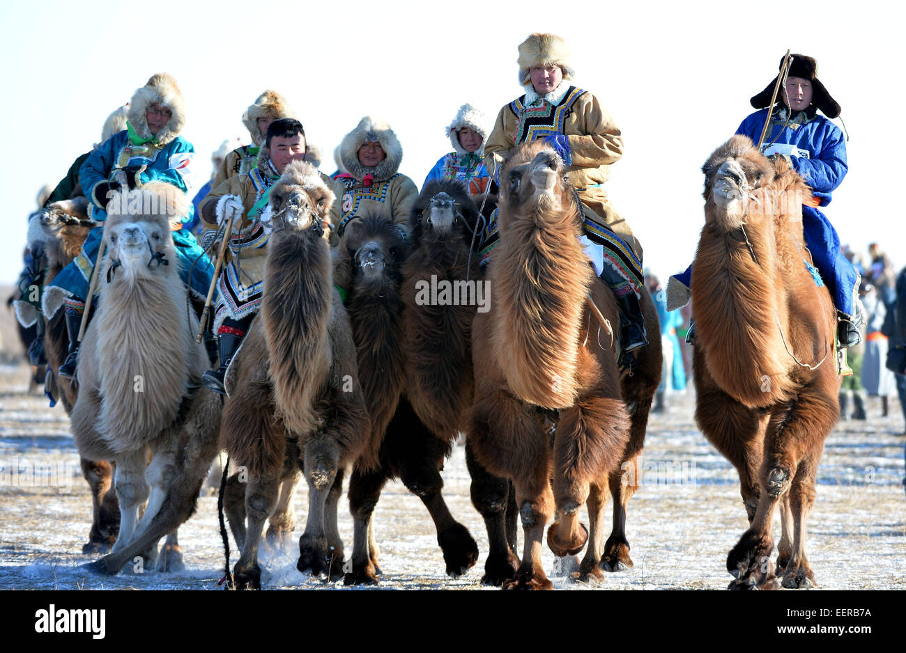 Bannière Ujimqin l'Est de la Chine, région autonome de Mongolie intérieure. 21 Jan, 2015. Bergers sur leurs chameaux, participer à un Nadam d'hiver dans l'Est de la bannière Ujimqin, Chine du nord, région autonome de Mongolie intérieure, le 21 janvier 2015. Nadam de masse est un festival mongol traditionnel où les gens célébrer les récoltes et prier pour la bonne chance. Les nomades locaux participeront à une série de manifestations sportives, telles que le tir à l'arc, courses de chevaux, les courses de chameaux et de lutte mongole. Credit : Ren Junchuan/Xinhua/Alamy Live News Banque D'Images