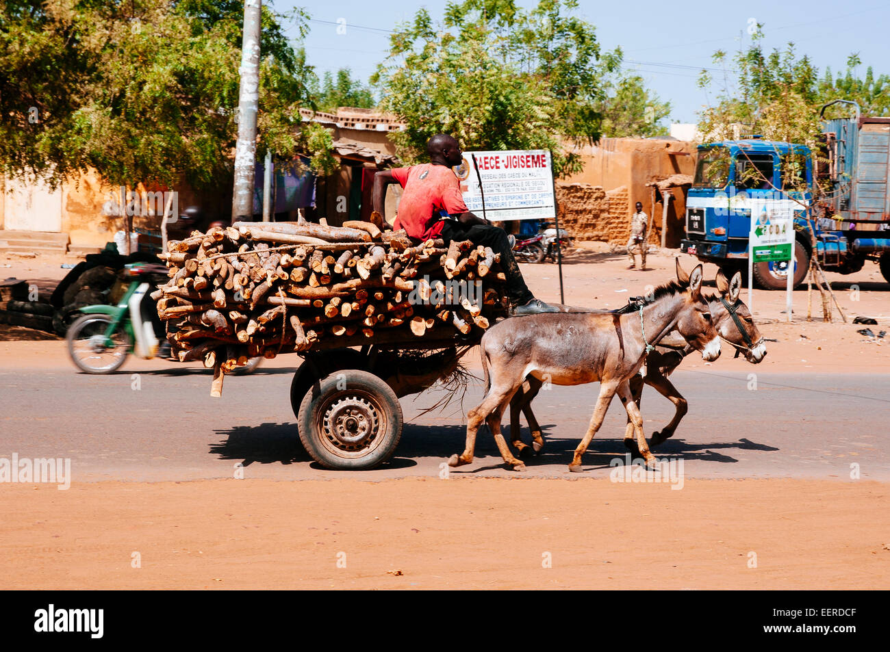 Transport de l'homme de bois de chauffage sur des ânes, au Burkina Faso. Banque D'Images