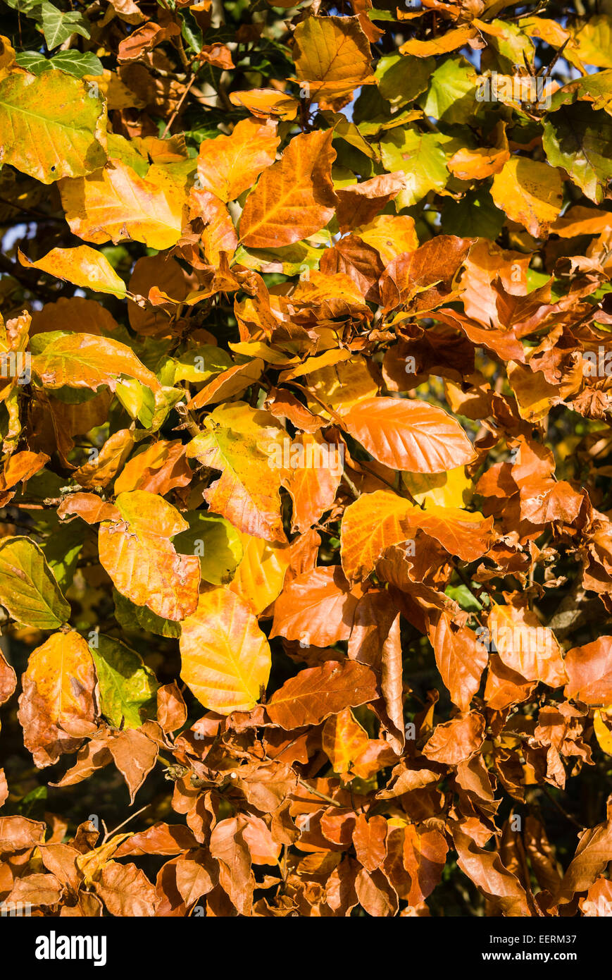 Feuilles de hêtre haie taillée sur en automne Banque D'Images