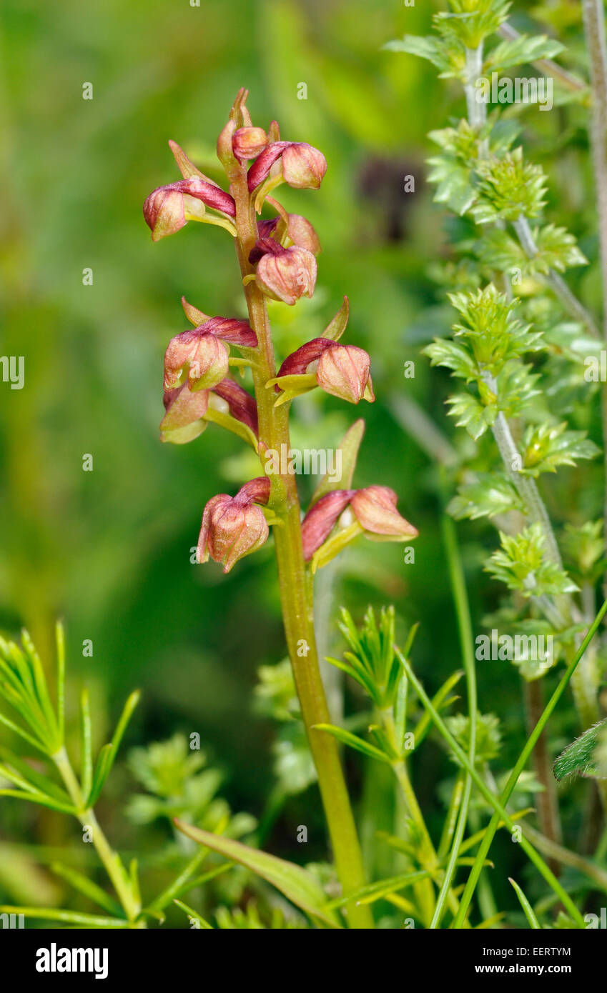 Frog - Orchidée Dactylorhiza viride croissant sur les Hébrides extérieures, de "machair" Banque D'Images