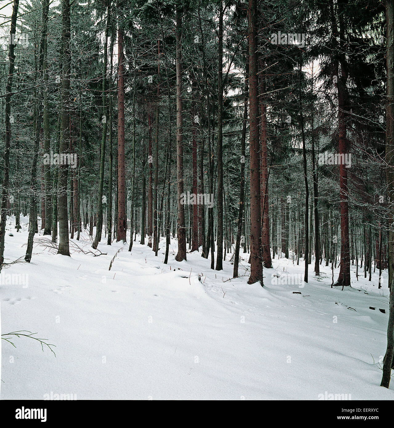 Forêt de plantes à feuilles caduques et de l'épinette de Norvège (Picea abies) sous la neige- Bayerischer Wald Banque D'Images