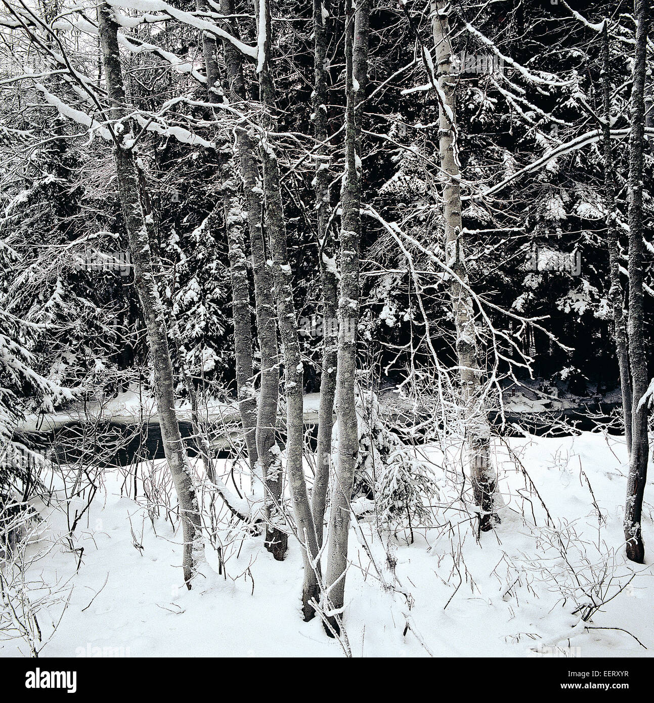 Forêt mixte de pins et d'aulnes de neige ; et le gel hoar Banque D'Images