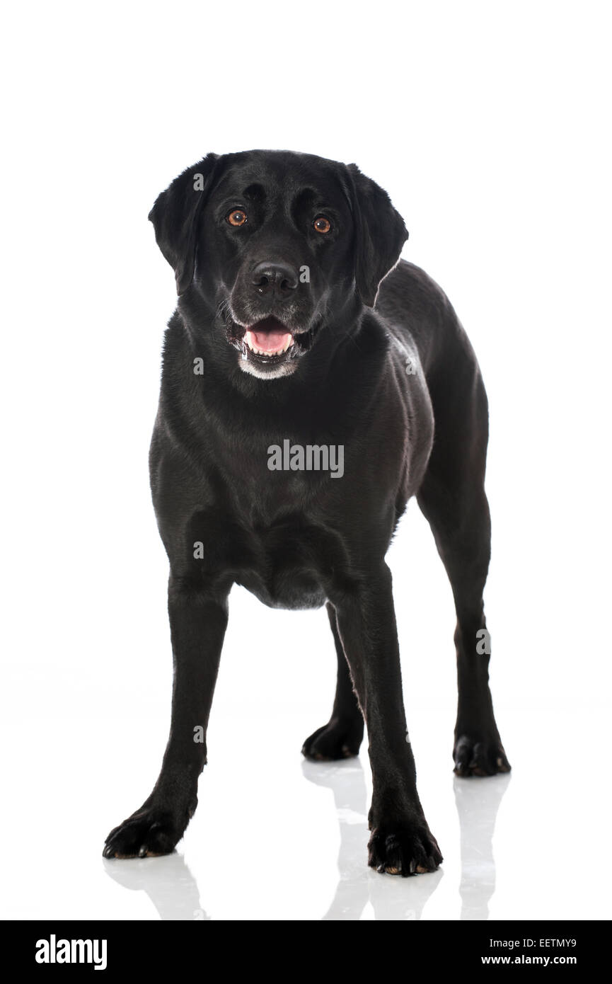 Labrador noir isolated on white Banque D'Images