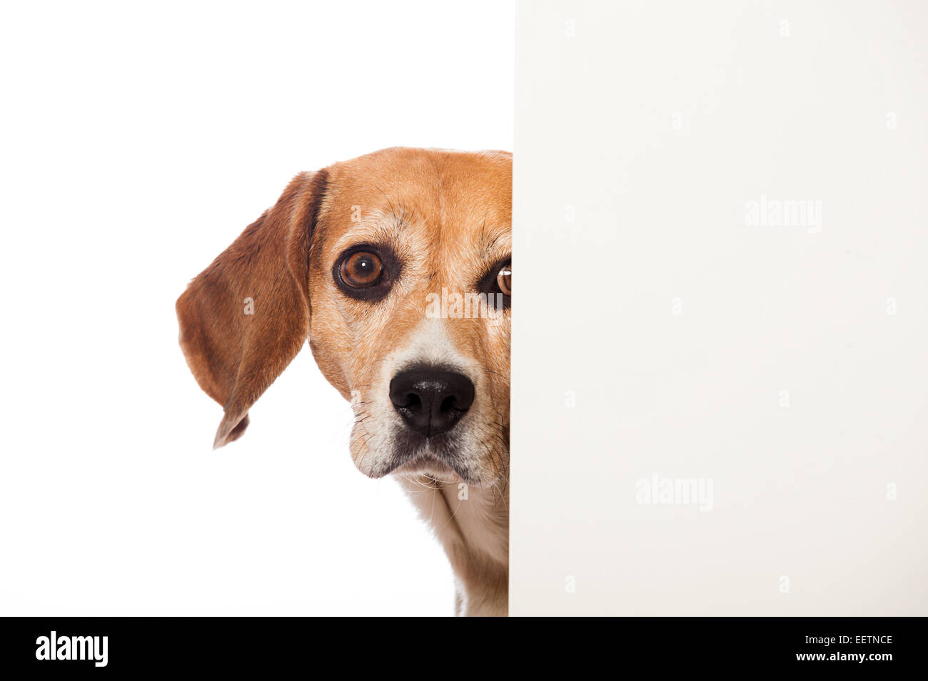 Chien Beagle ressemble au coin de Banque D'Images