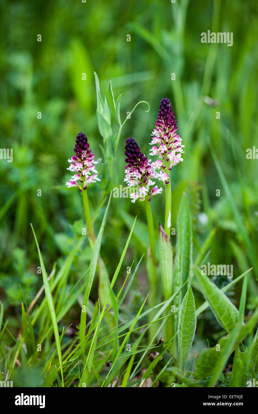 Groupe d'orchidées Orchis ustulata pointe brûlée Banque D'Images