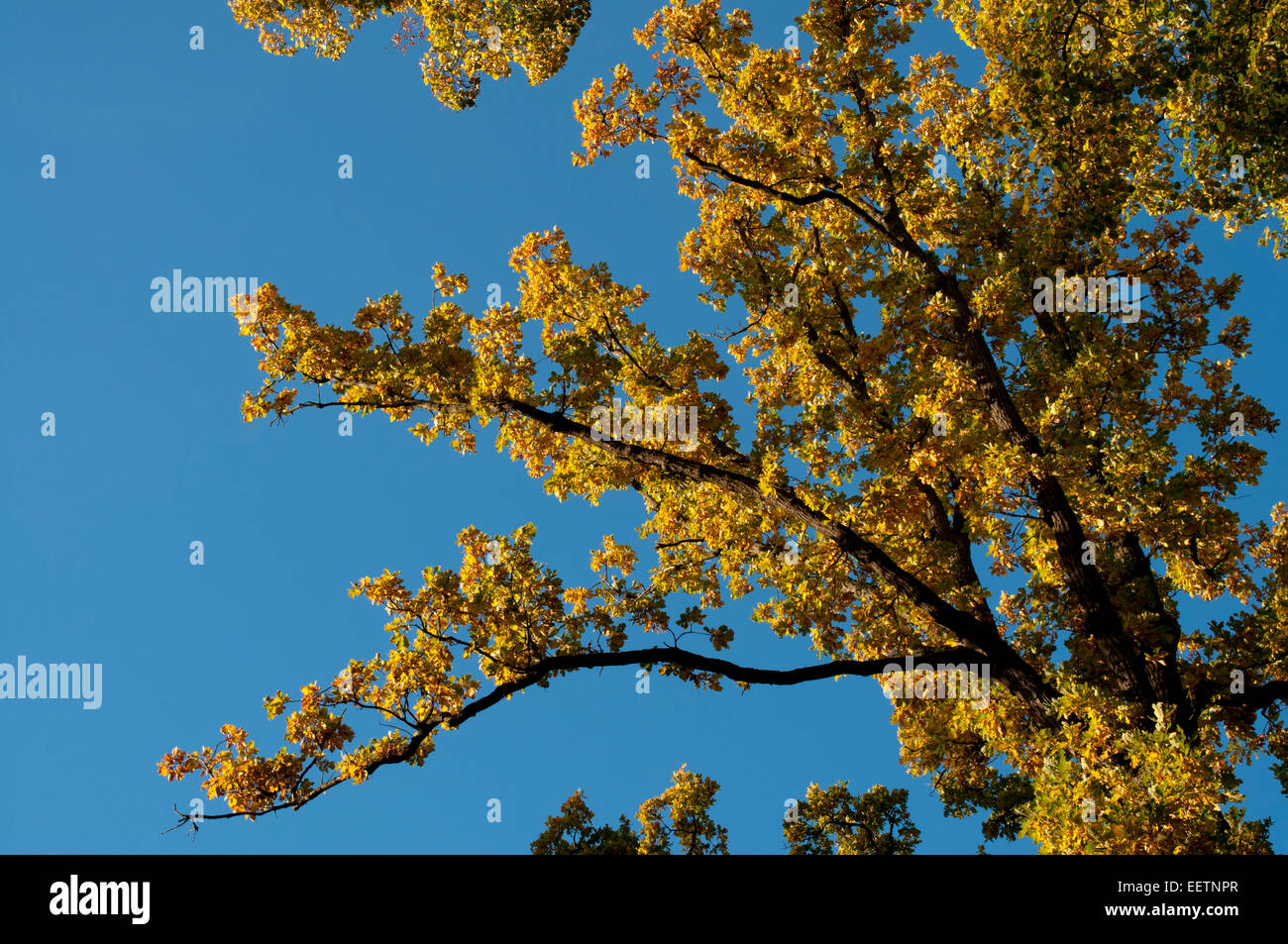 French Oak est un large arbre natif de congé en Europe et de plus en plus ici dans un parc autour de Kroechlendorff château en Allemagne. Banque D'Images