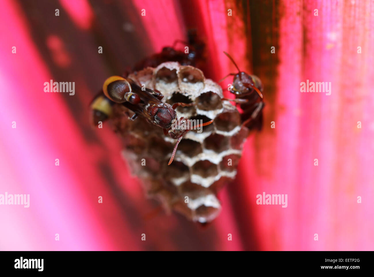 Nid d’abeille Banque D'Images