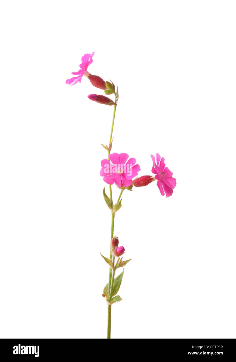 Red (Silene dioica) Banque D'Images
