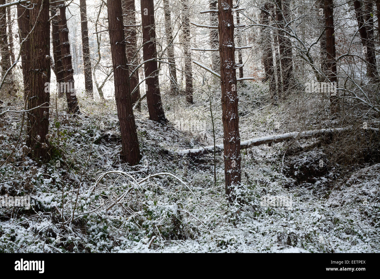 Pins enneigés dans une forêt en Burnopfield, County Durham, dans le nord de l'Angleterre. Banque D'Images Pins enneigés dans une forêt en Burnopfield, County Durham, dans le nord de l'Angleterre. Banque D'Images