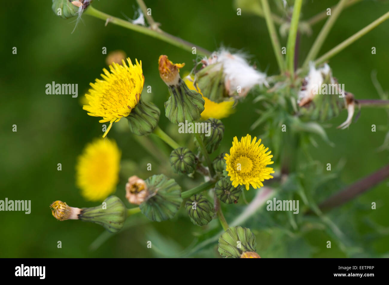 Le laiteron piquant, Sonchus asper, plante de la masse des déchets, Berkshire, juin Banque D'Images