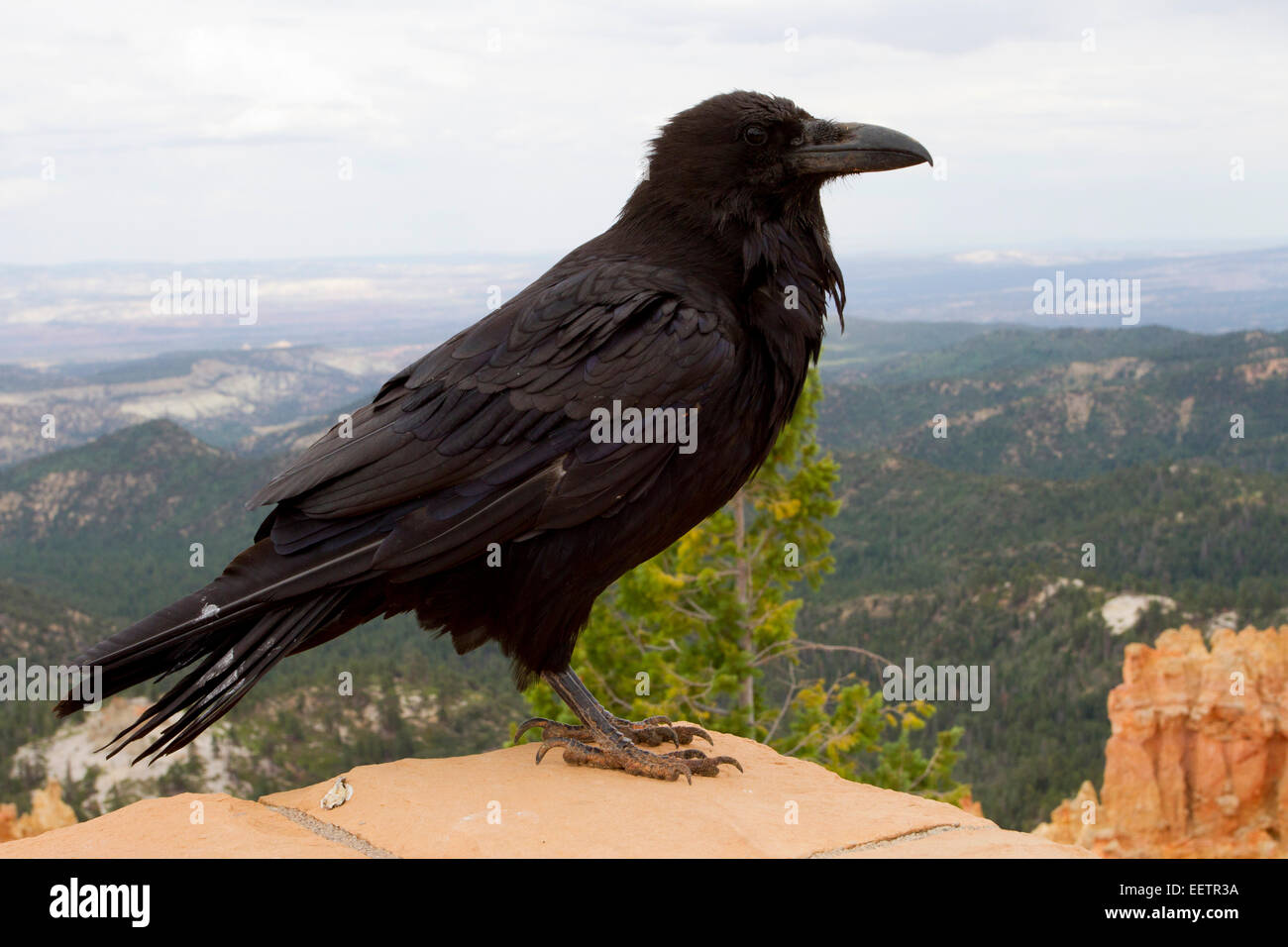 Grand Corbeau (Corvus corax) perché sur un mur donnant sur le Canyon à Bryce Canon National Park, Utah, USA en juillet Banque D'Images