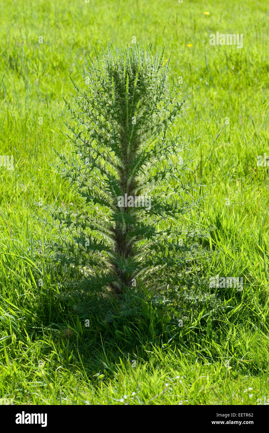 Un audacieux ou chardon Marais marais européen, chardon Cirsium palustre, plante dans un downland pré, Berkshire, juin Banque D'Images