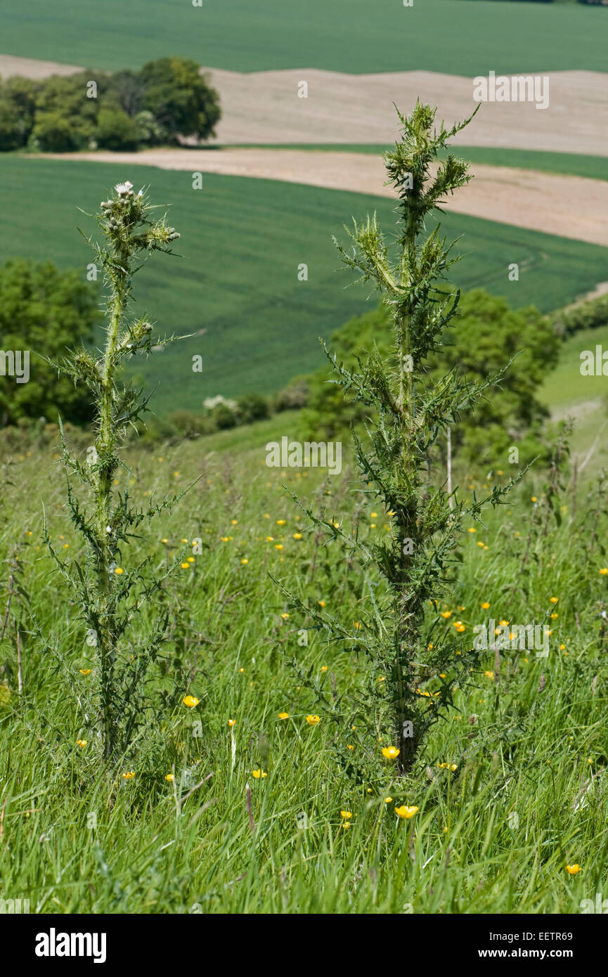 Bold marsh ou chardon chardon marais européen, Cirsium palustre, plantes à fleurs blanches dans une prairie downland, Berkshire, juin Banque D'Images