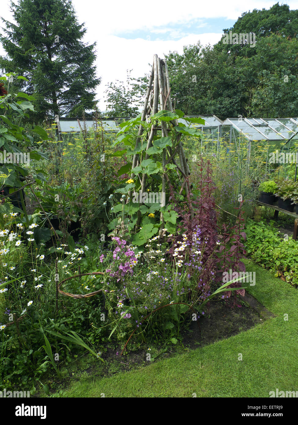 Plantes ornementales potager biologique, Cheshire, Royaume-Uni Banque D'Images