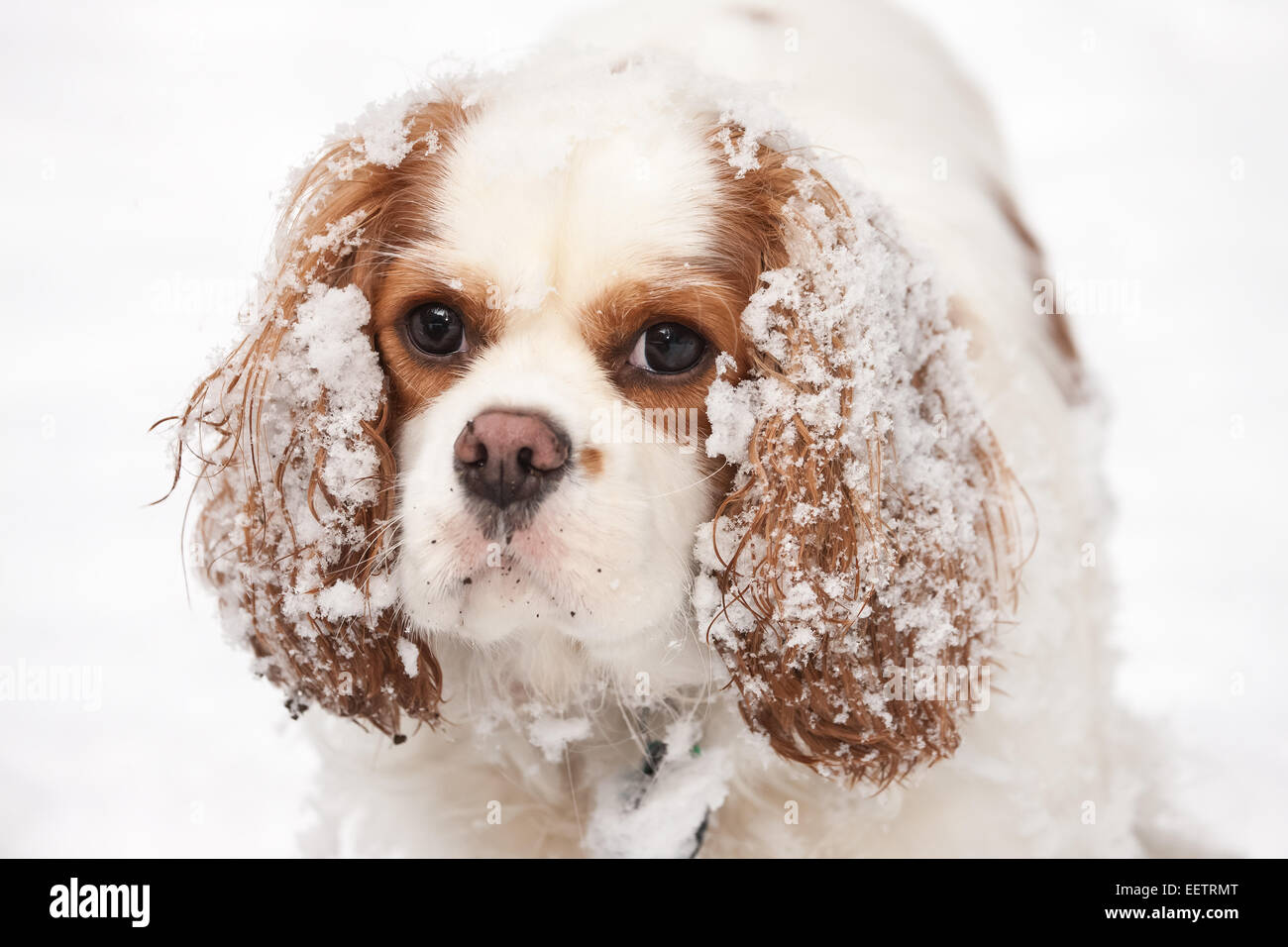 Mandy, un enfant de deux ans Cavalier King Charles Spaniel, avec de la neige durcie sur ses oreilles à Issaquah, Washington, USA Banque D'Images