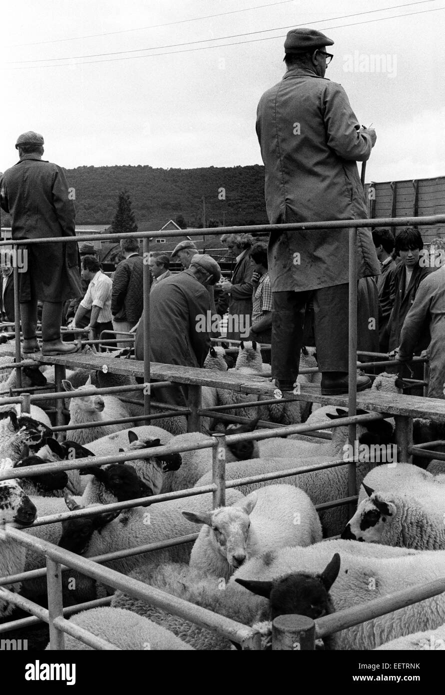 Pays de moutons dans la campagne de Shropshire mise aux enchères sur le marché Banque D'Images