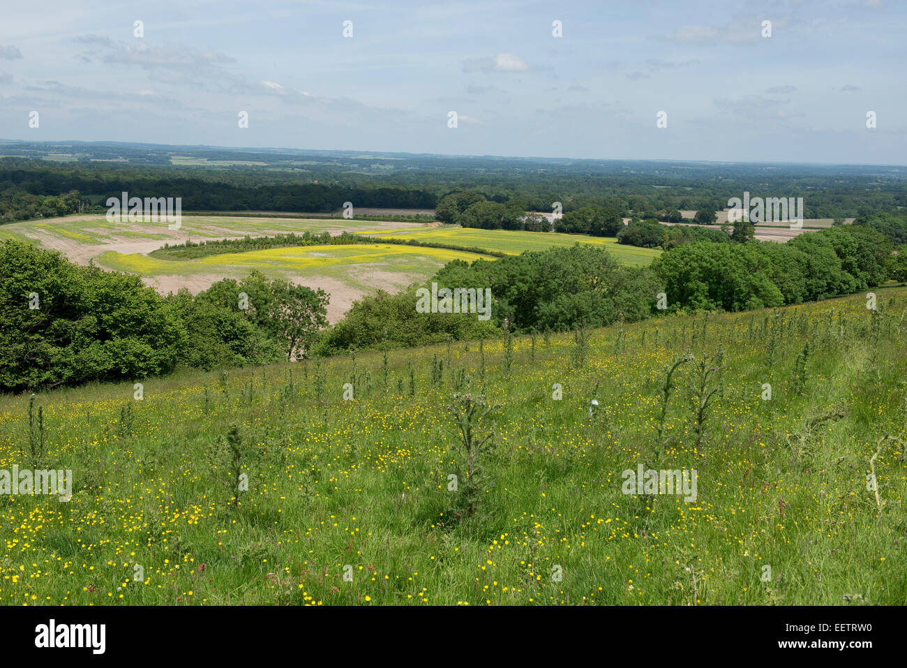 Un downland meadow en été avec marsh, chardons Cirsium palustre, d'autres plantes à fleurs et une vue d'une grande portée. Walbury Hill, Banque D'Images