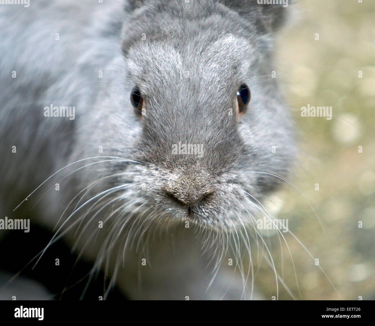 portrait de lapin Banque D'Images