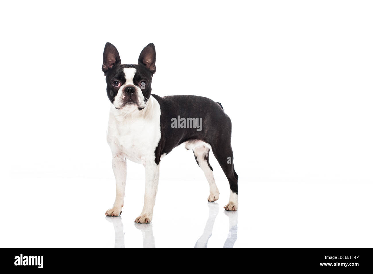 Chien Boston terrier isolated on white Banque D'Images